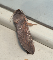 Oxycanus