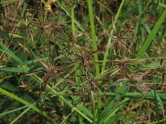Cyperus flavidus