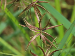 Cyperus flavidus