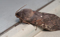 Oxycanus
