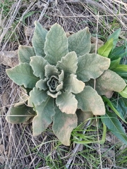 Verbascum thapsus