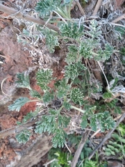 Artemisia absinthium