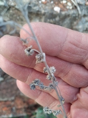 Artemisia absinthium