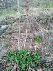 Rumex confertus