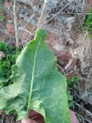 Rumex confertus