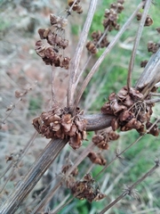 Rumex confertus