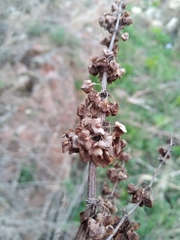 Rumex confertus