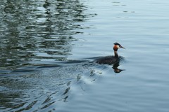 Podiceps cristatus