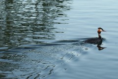 Podiceps cristatus