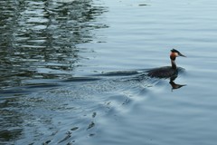 Podiceps cristatus