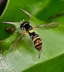 Sphaerophoria rueppellii