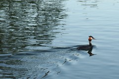 Podiceps cristatus