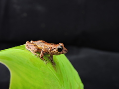 Pristimantis taeniatus
