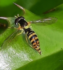 Sphaerophoria rueppellii