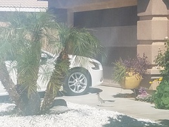 Geococcyx californianus