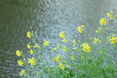 Barbarea vulgaris