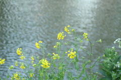 Barbarea vulgaris