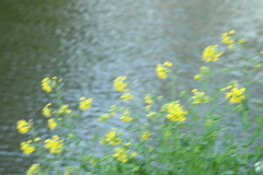 Barbarea vulgaris
