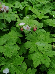 Geranium macrorrhizum