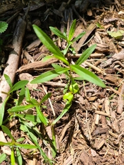 Lysimachia lanceolata