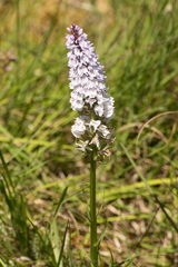 Dactylorhiza maculata ericetorum