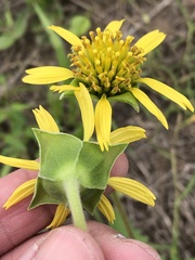 Tetragonotheca repanda