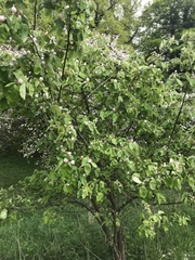 Cydonia oblonga