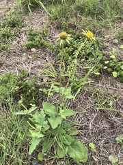 Tetragonotheca repanda