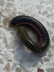 Anadenobolus monilicornis