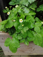 Fragaria vesca