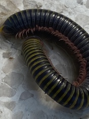 Anadenobolus monilicornis