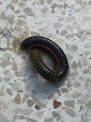 Anadenobolus monilicornis