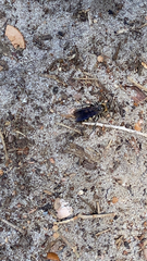 Dielis plumipes