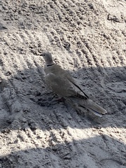 Streptopelia decaocto