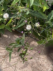 Emilia sonchifolia