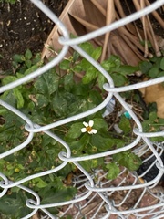 Bidens alba