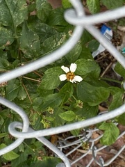 Bidens alba
