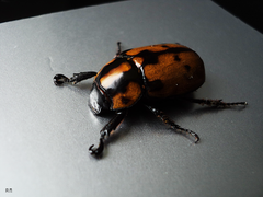 Cyclocephala mafaffa