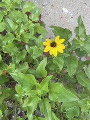 Helianthus debilis