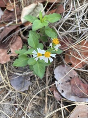 Bidens alba