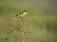 Motacilla flava iberiae