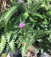 Cirsium morii