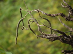 Radermachera xylocarpa