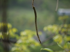 Radermachera xylocarpa