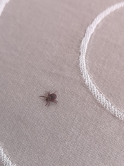 Dermacentor reticulatus