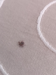 Dermacentor reticulatus