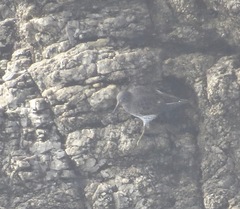 Calidris ptilocnemis