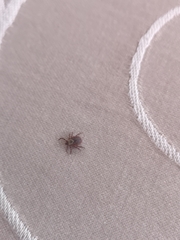 Dermacentor reticulatus