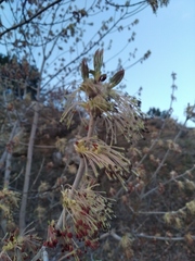 Acer negundo
