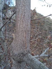 Acer negundo